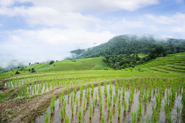 Fototapeta na wymiar Rice terraces field farming in northern Thailand.