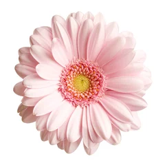 Papier Peint photo Autocollant Gerbera Fleur de gerbera rose isolé sur fond blanc