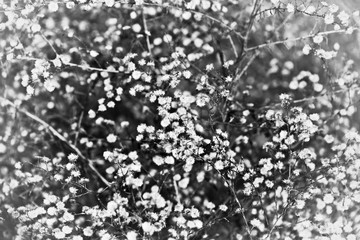Wild Flowers in Black and White