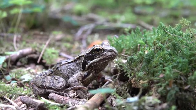 Common Frog ( Rana temporaria )