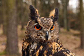 The Eurasian eagle-owl (Bubo bubo) , portrait in the forest.