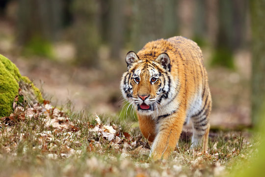 The Siberian tiger (Panthera tigris tigris) also called Amur tiger (Panthera tigris altaica) in the forest, Young female tiger i&iacute;n the forest.