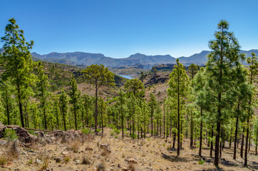Trees going downhill with mountian range in the background, Tenerife, Canary Islands, Spain