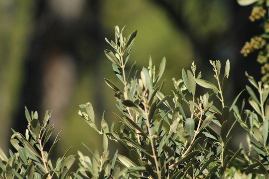 olive tree in natural garden, Mallorca, Spain, Espana