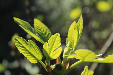 young green leaves on tree growing at morning sunrise, Mallorca, Spain, Espana
