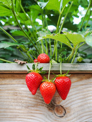 Ripe red strawberries hanging over the edge of a wooden frame