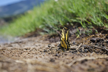 The little yellow butterfly on the banks of the green river. 