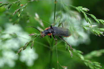 Bockkäfer - Stockfoto
