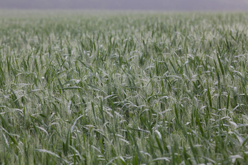 wheat field on foggy morning