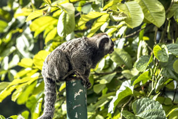 Small monkey popularly known as White-Tailed Sagittarius, Callithrix jacchus, in an area of Atlantic Forest in the neighborhood of Intrerlagos,  south of Sao Paulo