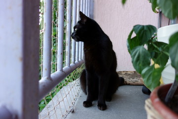 Black cat in the balcony enclosure