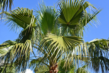 Fototapeta premium palm tree crown on blue sky