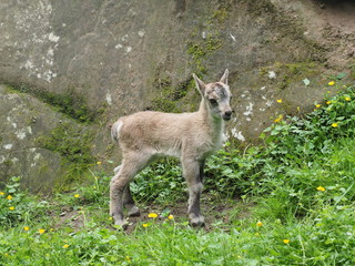 Steinbockbaby - young capricorn