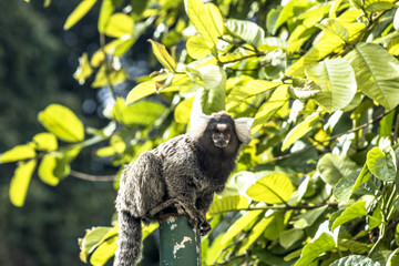 Small monkey popularly known as White-Tailed Sagittarius, Callithrix jacchus, in an area of Atlantic Forest in the neighborhood of Intrerlagos,  south of Sao Paulo
