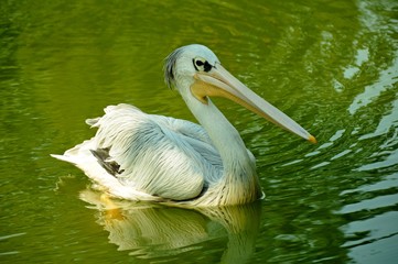 Pelican bird on green water © Dariusz