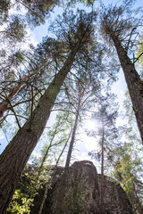 Forest trees looking up from the ground. Sunshine and sky