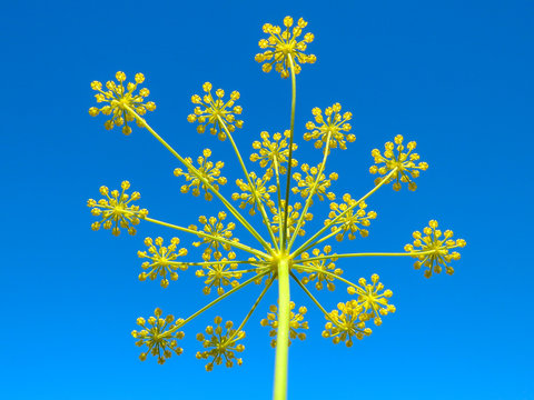 Wildflower: False Fennel (Ridolfia segetum)