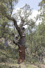 Fototapeta premium old cork oak with half the trunk stripped