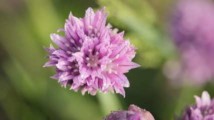 Purple blooming Chives flower