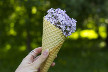 Waffle ice cream cone filled with lilac flowers, concept. Ice cream in a waffle horn. Lilac flowers in a horn. In the girl's hand.