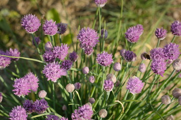 Purple blooming Chives flower