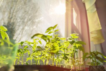 The sun's rays shine on the seedlings, toned.