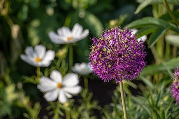 Allium