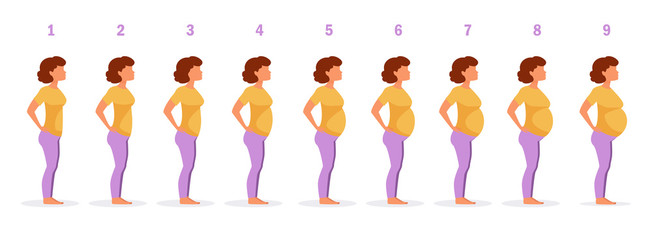 Stage of pregnancy Vector.