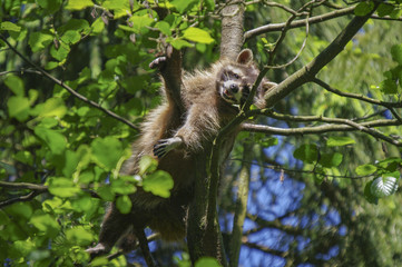 WASCHBÄR - Procyon lotor