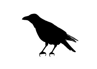 Side View Graphic Silhouette Brid Isolated