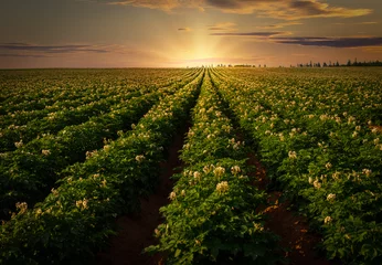 Photo sur Plexiglas Campagne Coucher de soleil sur un champ de pommes de terre dans les régions rurales de l& 39 Île-du-Prince-Édouard, Canada.