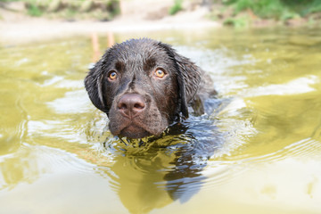 Wet Labrador puppy dog in the water swimming forward