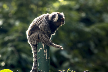 Small monkey popularly known as White-Tailed Sagittarius, Callithrix jacchus, in an area of Atlantic Forest in the neighborhood of Intrerlagos,  south of Sao Paulo