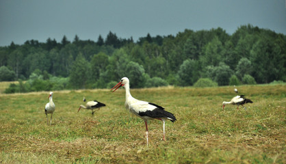 Obraz na płótnie Canvas Group od storks - landscape from Poland - region Bialowieza