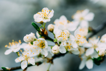White Plum Tree Flowers In Spring