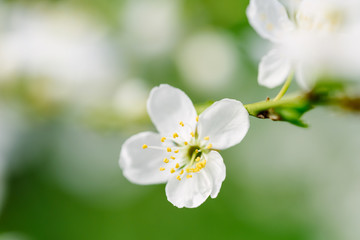 White Plum Tree Flowers In Spring