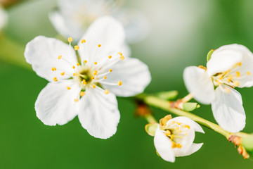 White Plum Tree Flowers In Spring