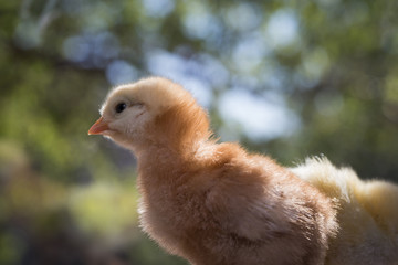 Yellow cymbals on a green background closeup