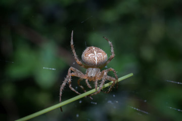 Macro shot of big spider web covered with drops