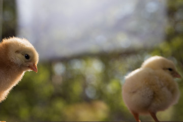 Brown and yellow cymbals on a green background closeup