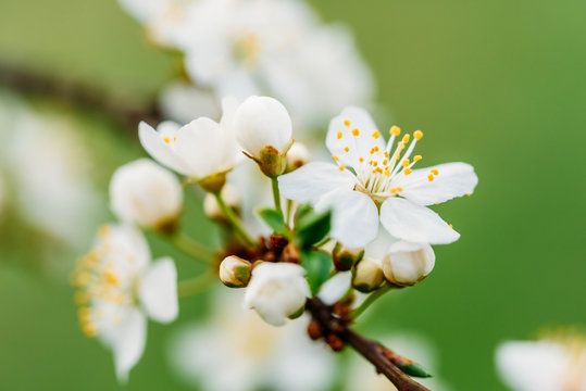 White Plum Tree Flowers In Spring