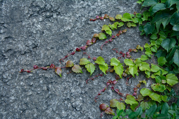 Wall climbing Plants