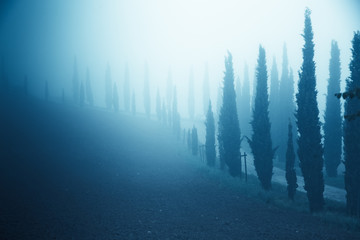 row pf cypress trees fading in deep fog, Tuscany, Italy