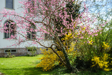 A, Vorarlberg, Bodensee, Kloster Mehrerau, Klostergarten im Frühjahr