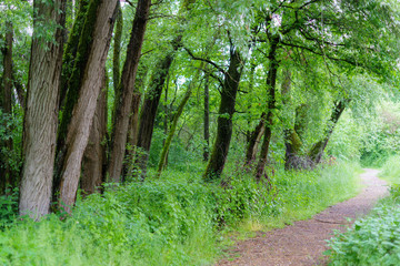 D, Baden-Württemberg, Bodensee, Naturschutzgebiet Eriskircher Ried