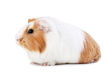 Guinea pig isolated on white background