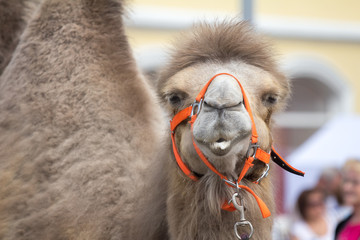 portrait of a camel in the city on holiday