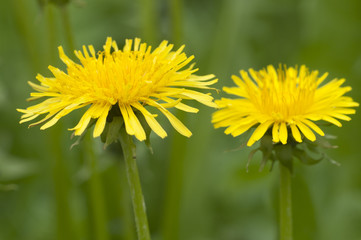 Dandelion flowers closeup