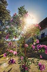 Close-up of flowers in the light of sunrise, near Monte Alegre do Sul. In the countryside of São Paulo State, a region rich in agricultural and livestock products, southwestern Brazil. Retouched photo