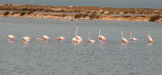 Flamingos in the Mar Menor in Murcia. Spain © Marlene Vicente